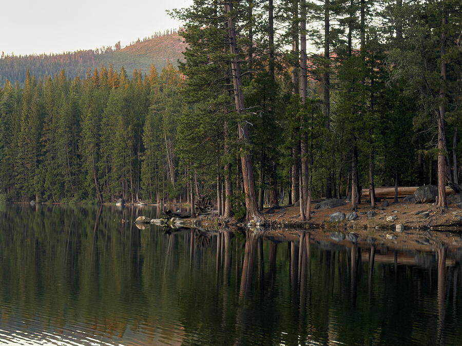 Pine forest reflected in the still water of a mountain lake.