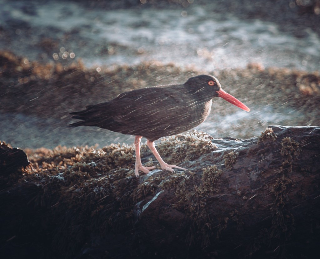 Black oystercatcher standing on seaweed-covered rocks as waves spray behind it.