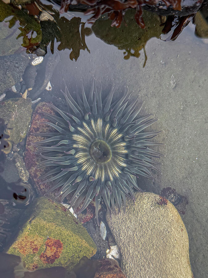 Sea anemone in a tide pool surrounded by stones and marine plants.